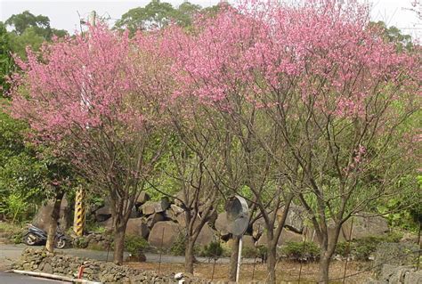 5201房白虎集中營 櫻花樹 種植